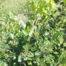 상진농장 이미지