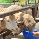 양평양떼목장 이미지