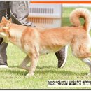 둥지애견 이미지