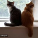 몽이1푸드 이미지