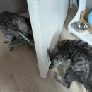 똥꼬발랄 이미지