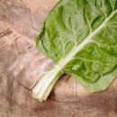 케일