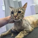 아꼬운몽 이미지