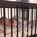 요람 이미지