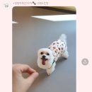 까비애견 이미지