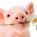 예쁜돼지 이미지