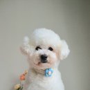 원더플독 이미지