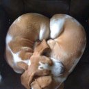 오늘도귀엽개 이미지