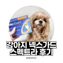 스펙트라 | [내돈내산] 강아지 넥스가드 스펙트라 후기｜심장사상충·벼룩·진드기 한 번에 예방하는 구충제