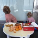 도그밥상 이미지