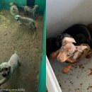 개랑, 마리 이미지