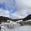 골든목장 | 🐏 대관령 하늘목장 방문 후기
