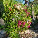 채송화농장 이미지