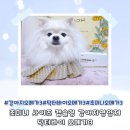 강아지 필수영양제 초미니 캡슐형 닥터바이 오메가3