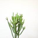 오스튜디오