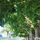 염치읍 은행나무길 이미지