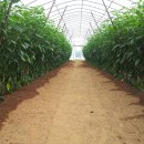 복사골농장 이미지