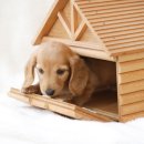 강아지집 이미지