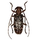 장수말벌과 유럽꿀벌, 그리고 토종꿀벌의 관계(feat.소나무재선충) 이미지