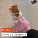 충남 동물병원 | [천안] 불당동 고양이 방광염 건강검진, 불당동물병원 방문후기 추천