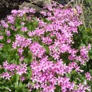 담장아래꽃