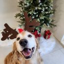 스테이 루비 이미지