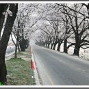 송광사&벚꽃길 이미지