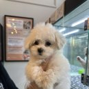 꼬망이펫샵