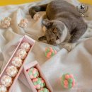 몽글몽글 펫 이미지