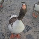 산업로4(서) | [공지] [튀르키예/파묵칼레] 새하얀 석회붕 온천 파묵칼레 여행 왔다면, 여기는 꼭 가보세요...