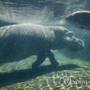 HIPPO 이미지