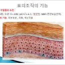피부야 이미지