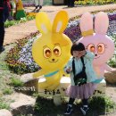 진짜 넓은 유채꽃 천국 (2024년 일정주차 및 방문 후기 2023) 창녕 낙동강 유채축제