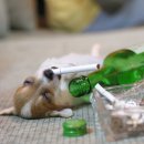 우리집 강아지 이미지