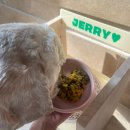 제리식탁 | [제리소비] 중형견 식탁 추천 에이몹 식탁 내돈내산 후기!/높이 조절 식탁