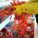 홍게천국 이미지