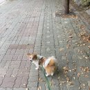참사랑 동물병원 이미지