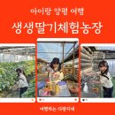 관문농장 | 아이랑 양평 여행_딸기 따기 체험 '생생딸기체험농장' (딸기 아이스크림 만들기)