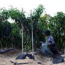 이화농장3 이미지