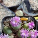 베란다식물식물ㆍ 이미지