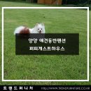 퍼피게스트하우스 | 강원도 애견동반여행 양양 애견펜션 퍼피게스트하우스 후기 [트렌드 퍼니처]
