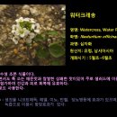 크레숑 이미지