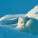 달빛여우 이미지