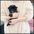 대명동 강아지 이미지