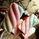 민들레울 이미지