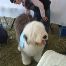 애견전람회 이미지