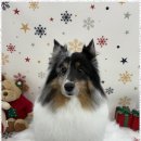 댕댕이미용 | 구미강아지미용 우리 댕댕이 또 가고 싶어 하는 애견 미용 서비스 방문 후기