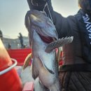 킹콩낚시 이미지