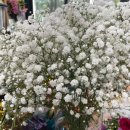 민플라워 | 송파구꽃집 민플라워 꽃다발 후기