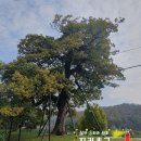 영풍 병산리 갈참나무 이미지